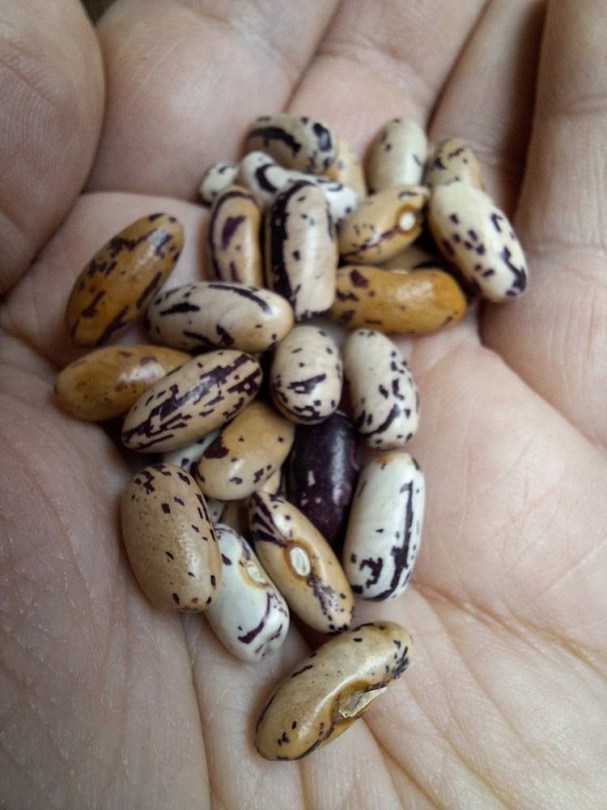 Anellino di Trento bab - bokorbab - zöldbab, Phaseolus vulgaris, hüvelyes